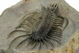 Alien-Looking Quadrops Trilobite - Huge, Top-Quality Example #350477-4